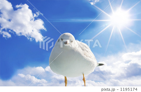 カモメ青空バック カモメ青空バック