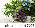 紫陽花