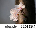 十月桜