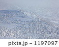 八甲田の樹氷群