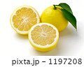 日向夏