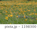 ニッコウキスゲ群落①