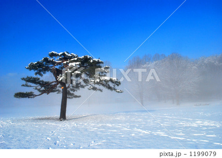 「公園の朝の霧の中の松」の写真素材