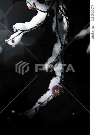 花 梅 雪