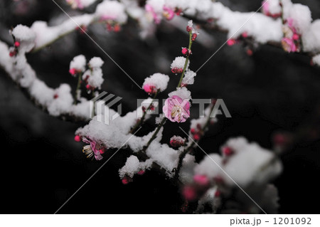 「花 梅 雪 蕾 夜 積雪 東京都 」の写真素材