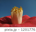 寒椿と青空