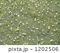 水中にゆらゆら可愛い梅花藻