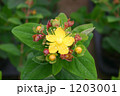 ヒペリカムの花