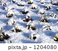 雪に埋まった稲毛海岸公園のパンジー達