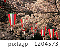 満開のお染井吉野とお花見提灯