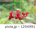 美しいクレナイ額紫陽花