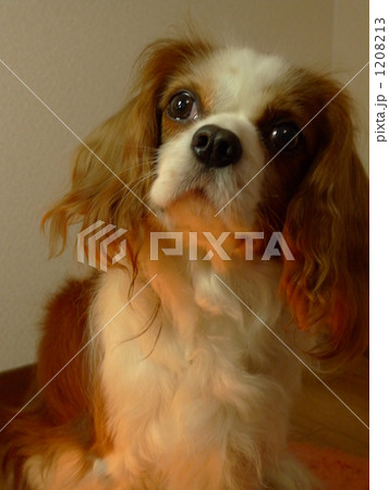 「犬 キャバリア カバリア 」の写真素材 「犬 キャバリア カバリア 」の写真素材