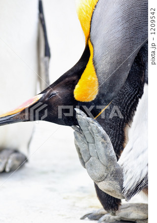 ペンギン オウサマペンギン 黄色