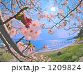 湖畔の桜