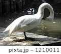 おじぎをする白鳥