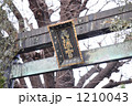 湯島天神の鳥居（合格祈願）