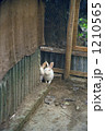 2羽の白うさぎ