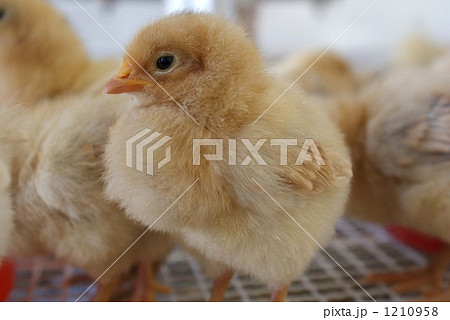 「鳥 ヒナ ひよこ 小動物 」の写真素材 「鳥 ヒナ ひよこ 小動物 」の写真素材