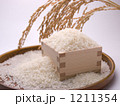 こしひかり