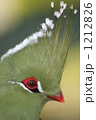 1212826