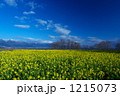 素材ナンバー 1215073 : 「菜の花畑と青空」