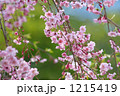 可憐な紅枝垂れの花