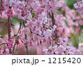 満開の紅枝垂れ桜