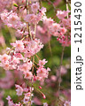 満開の紅枝垂れ桜