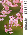 満開の美しい紅枝垂れ桜