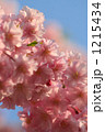 ぎっしり満開の紅枝垂れ桜