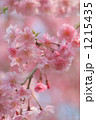 満開の可憐な紅枝垂れ桜