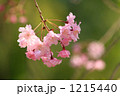 一枝の紅枝垂れ桜