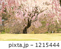 満開の美しい枝垂れ桜の木