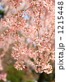 枝垂れ桜満開
