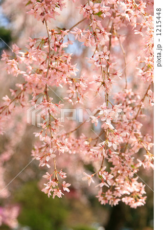 枝垂れ桜満開 枝垂れ桜満開