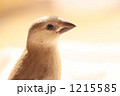 1215585