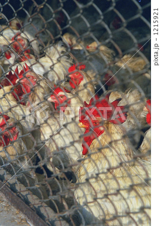 「鶏 雄鶏 養鶏場 金網 バングラデシュ 」の写真素材
