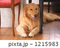 愛犬Lui