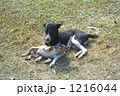 犬の親子