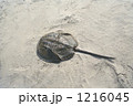 1216045