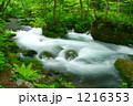新緑の奥入瀬渓流