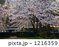 桜満開の角館武家屋敷