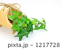 アイビー