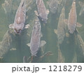 1218279