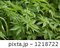 大麻