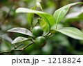 木に生るシークワーサー