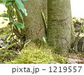 高千穂　ヘビの赤ちゃん