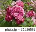 バラ園にピンク花のバラが咲き広がる