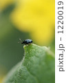 飛び立つ_きゅうりの葉っぱと虫