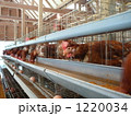 養鶏場
